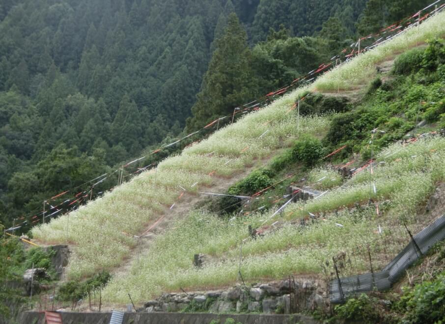 地元徳島への想い